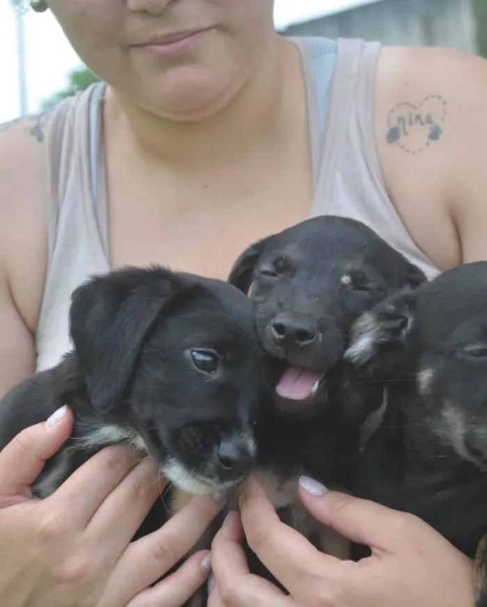 Cachorro ra a  idade  nome Não sei 