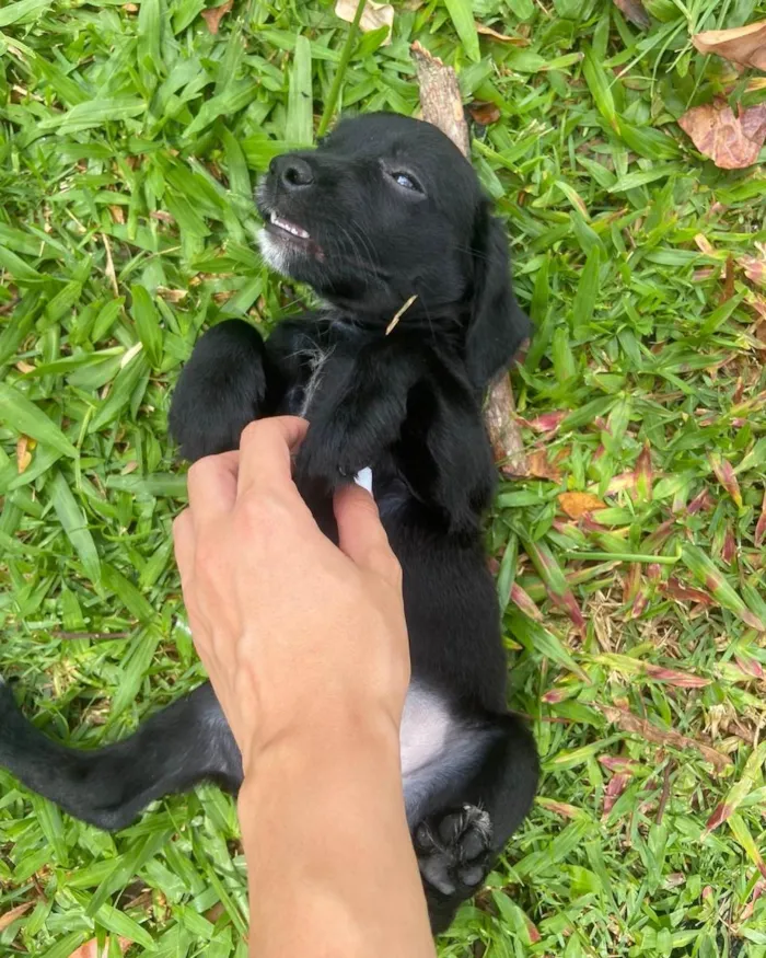 Cachorro ra a  idade  nome Não sei 