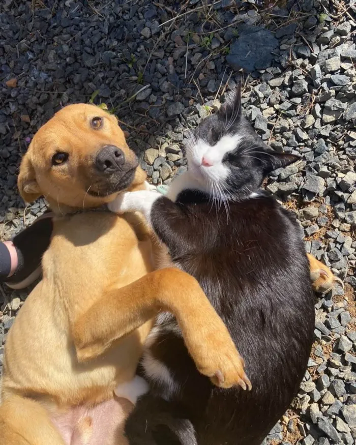 Cachorro ra a  idade  nome Não sei 