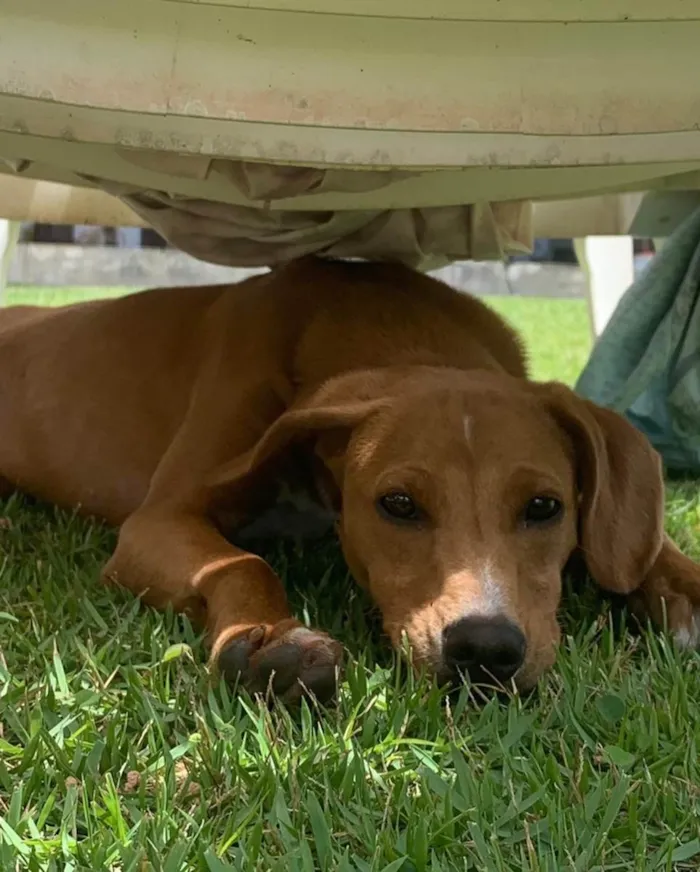 Cachorro ra a  idade  nome Não sei 