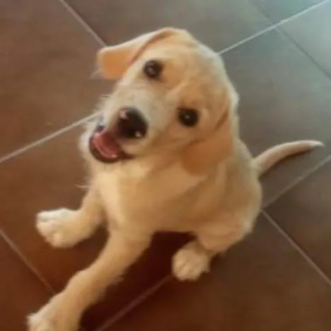 Cachorro ra a  idade  nome Não sei 