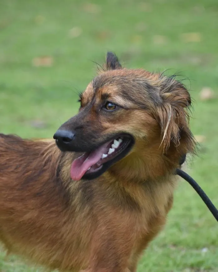 Cachorro ra a  idade  nome Não sei 