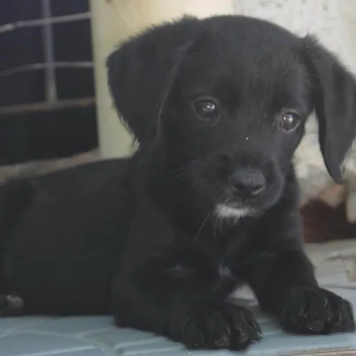 Cachorro ra a  idade  nome Não sei 