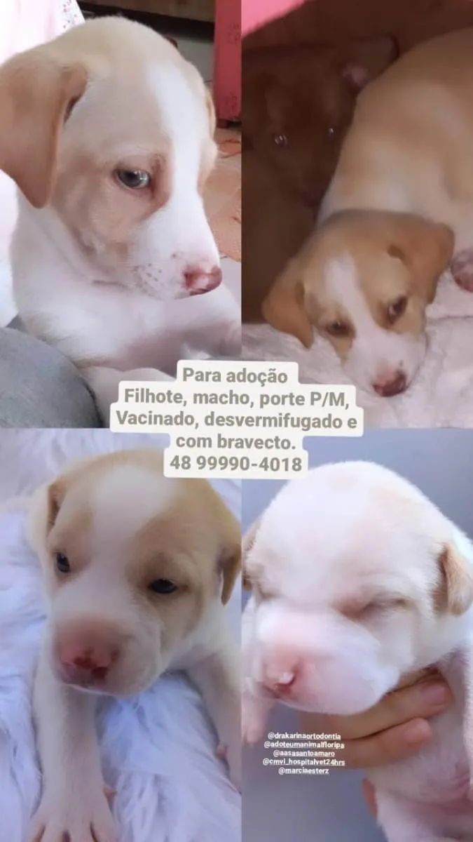 Cachorro ra a  idade  nome Não sei 