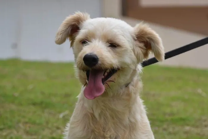 Cachorro ra a  idade 2 anos nome Estopinha 