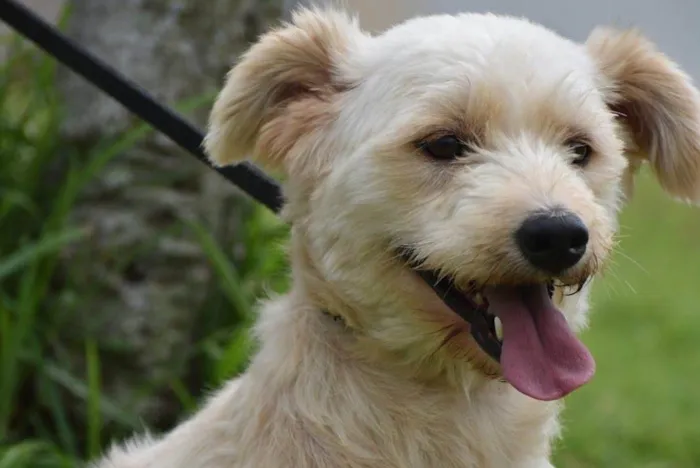 Cachorro ra a  idade 2 anos nome Estopinha 