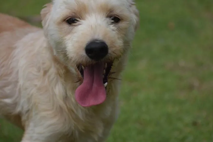 Cachorro ra a  idade 2 anos nome Estopinha 