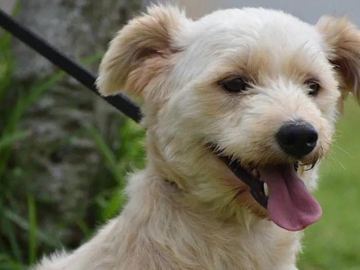 Cachorro ra a  idade 2 anos nome Estopinha 