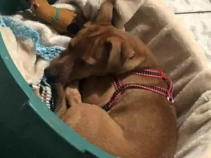 Cachorro raça SRD-ViraLata idade 1 ano nome Mel 