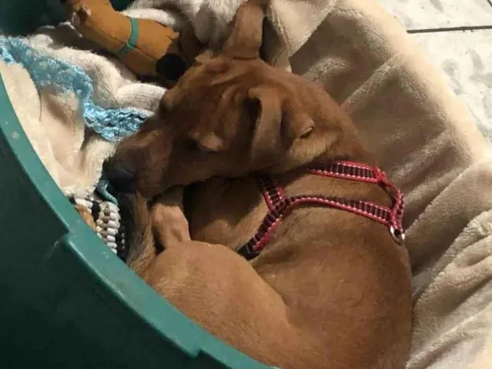 Cachorro ra a SRD-ViraLata idade 1 ano nome Mel 