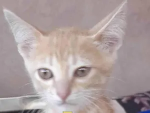 Gato raça Mestico  idade 2 a 6 meses nome Tody 