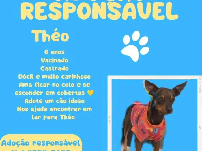 Cachorro ra a SRD-ViraLata idade 6 ou mais anos nome Theo