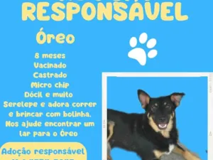 Cachorro raça SRD-ViraLata idade 7 a 11 meses nome Oreo