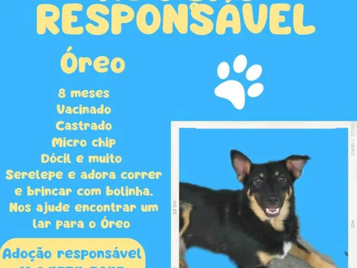 Cachorro ra a SRD-ViraLata idade 7 a 11 meses nome Oreo