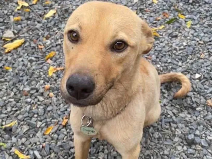 Cachorro ra a Labrafor  idade 2 anos nome Olodun 