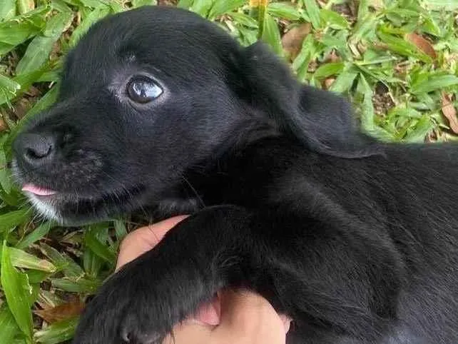 Cachorro ra a  idade  nome Não sei 