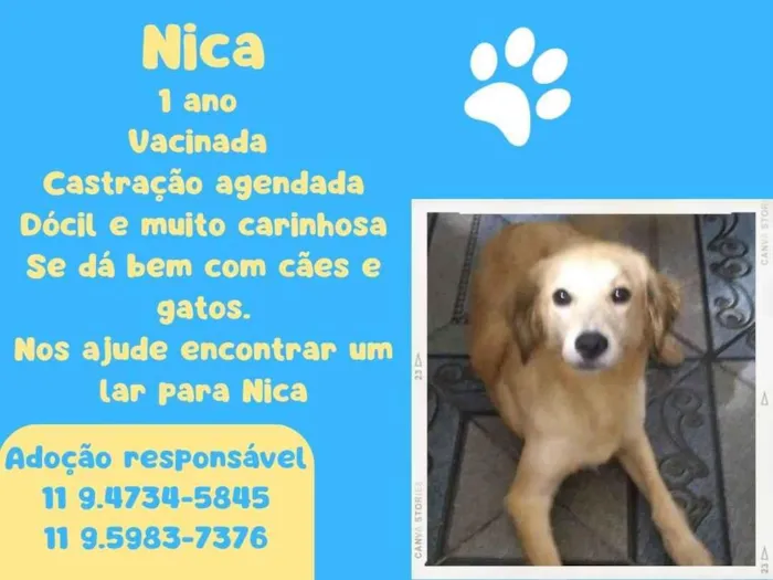 Cachorro ra a SRD-ViraLata idade 1 ano nome Nica