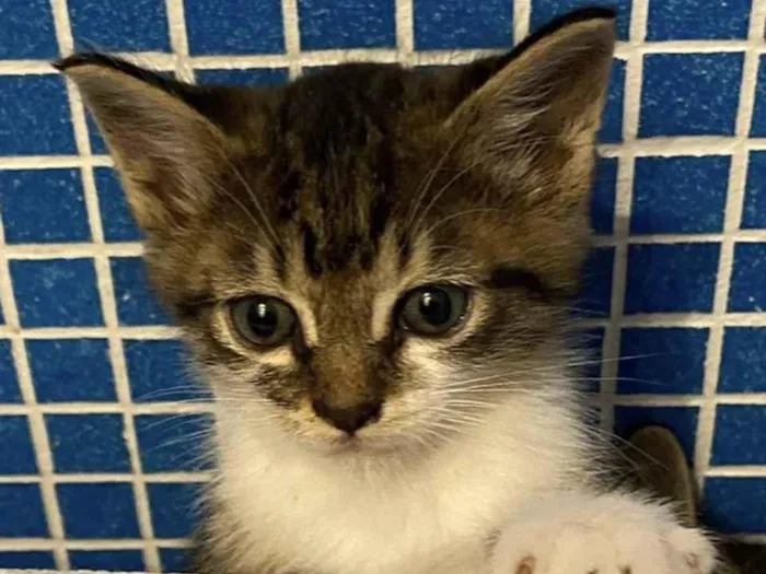 Gato raça SRD idade Abaixo de 2 meses nome Tarsila