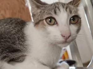 Gato raça  idade 2 a 6 meses nome Leon