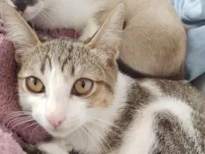 Gato raça  idade 2 a 6 meses nome Leon