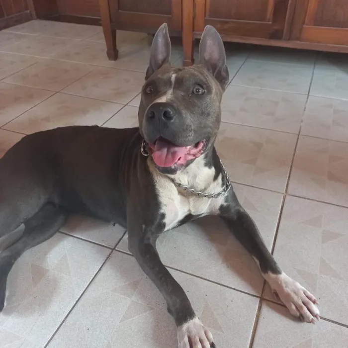 Cachorro ra a American  idade 1 ano nome Não sei 