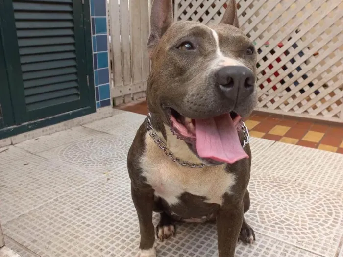 Cachorro ra a American  idade 1 ano nome Não sei 