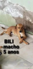 Bili