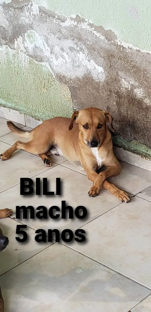 Cachorro ra a SRD-ViraLata idade 5 anos nome Bili