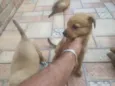 leão. lobinho. pérola.princesa, rabisco,panda, ursinho