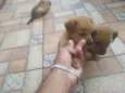 leão. lobinho. pérola.princesa, rabisco,panda, ursinho