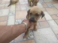 leão. lobinho. pérola.princesa, rabisco,panda, ursinho