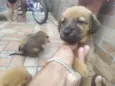 leão. lobinho. pérola.princesa, rabisco,panda, ursinho