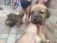 leão. lobinho. pérola.princesa, rabisco,panda, ursinho