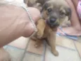 leão. lobinho. pérola.princesa, rabisco,panda, ursinho