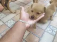 leão. lobinho. pérola.princesa, rabisco,panda, ursinho