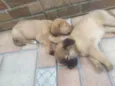 leão. lobinho. pérola.princesa, rabisco,panda, ursinho
