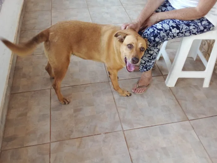 Cachorro ra a SRD idade 5 anos nome lala