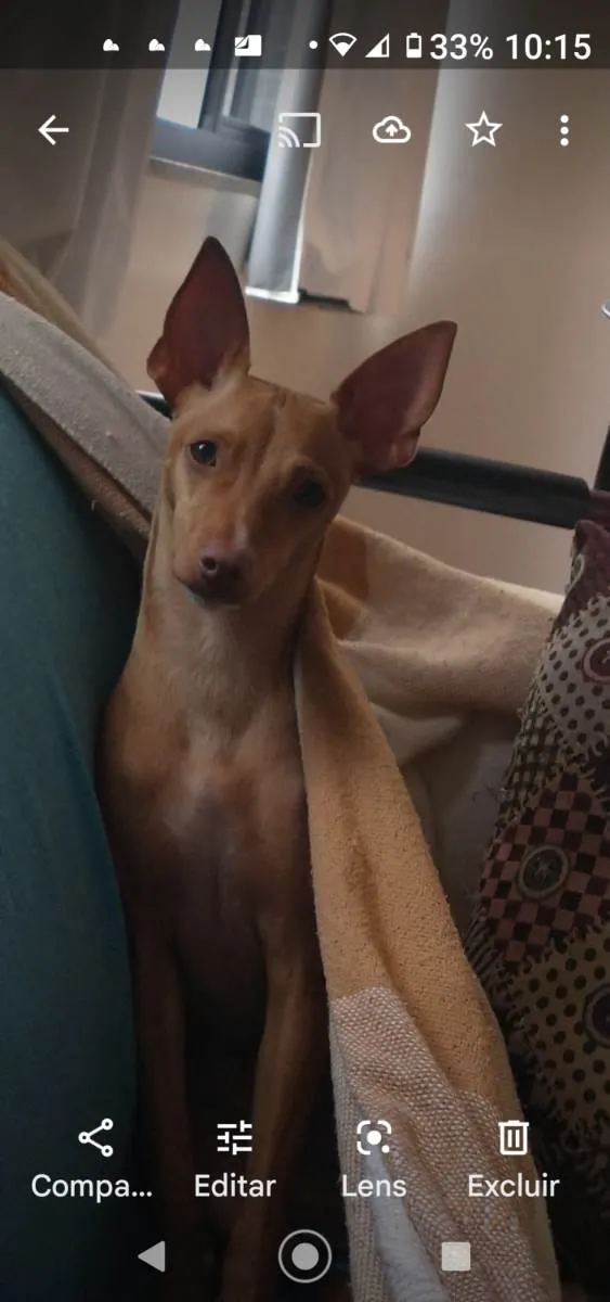 Cachorro ra a Pinscher idade 1 ano nome Passoca