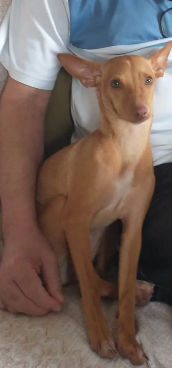 Cachorro ra a Pinscher idade 1 ano nome Passoca