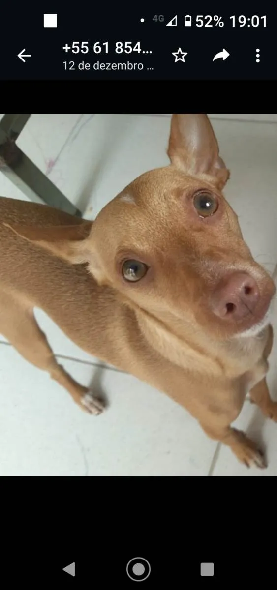 Cachorro ra a Pinscher idade 1 ano nome Passoca