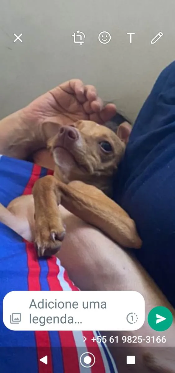 Cachorro ra a Pinscher idade 1 ano nome Passoca