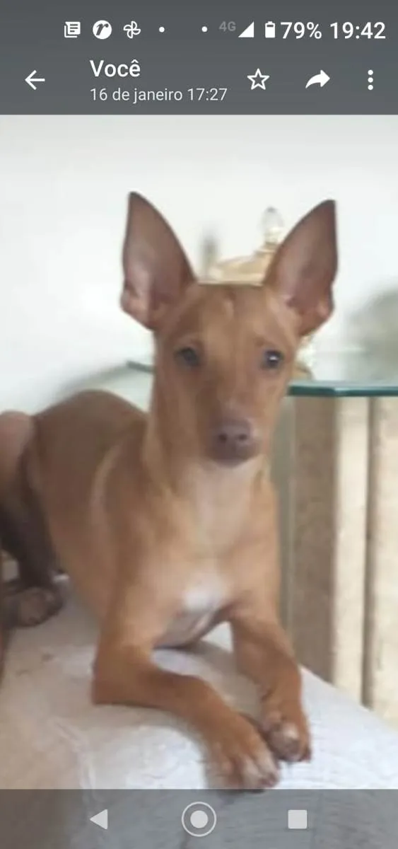 Cachorro ra a Pinscher idade 1 ano nome Passoca