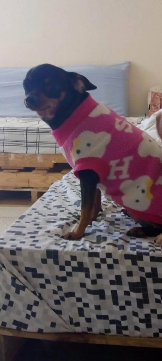 Cachorro ra a Pinscher idade 6 ou mais anos nome July 