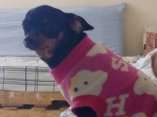 Cachorro ra a Pinscher idade 6 ou mais anos nome July 