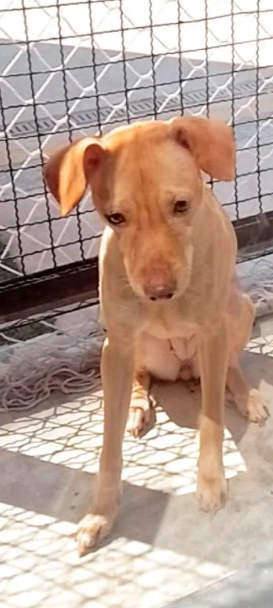 Cachorro ra a SRD-ViraLata idade 4 anos nome Luna