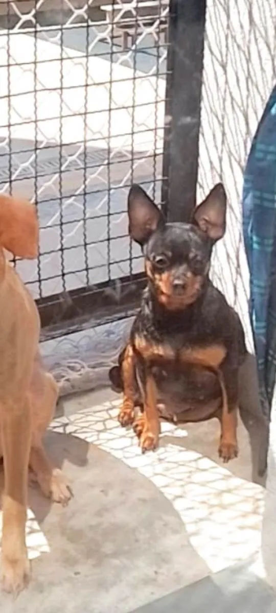 Cachorro ra a Pinscher idade 6 ou mais anos nome July 