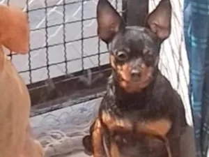 Cachorro raça Pinscher idade 6 ou mais anos nome July 