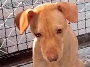 Cachorro raça SRD-ViraLata idade 4 anos nome Luna