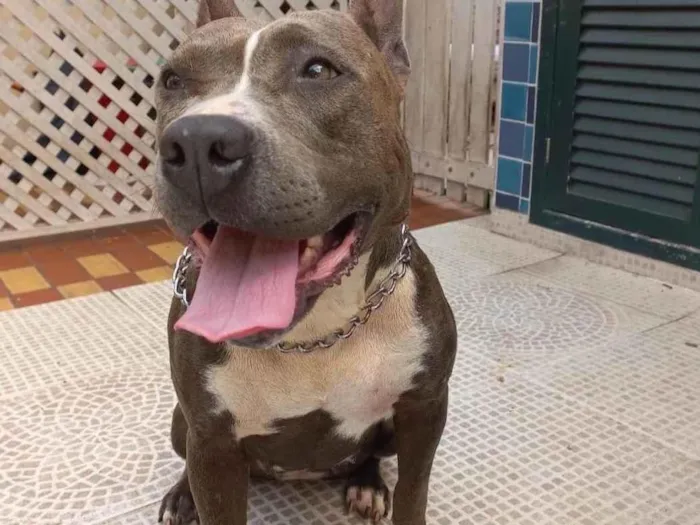 Cachorro ra a American  idade 1 ano nome Não sei 