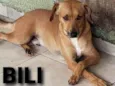 Bili